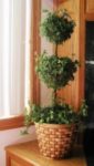 English Ivy House Plant