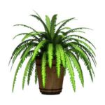 Boston Fern