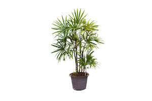 Broadleaf Lady Palm