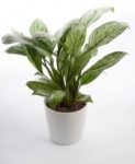 Chinese Evergreen Plant