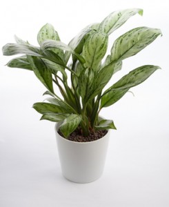 chinese evergreen