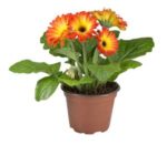 Gerbera Daisy