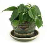 Heartleaf Philodendron