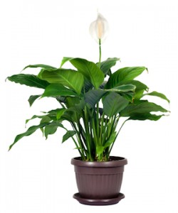 Peace Lily Pic