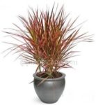 Red Edged Dracaena