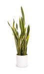 Snake Plant