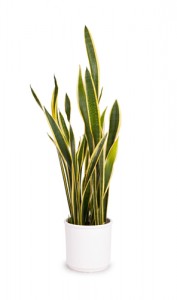 snake plant