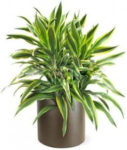 Warneck Dracaena