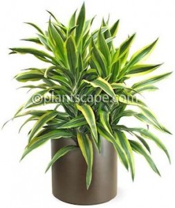 warneck dracaena